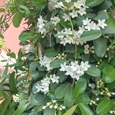 Machi Couette-café 4*