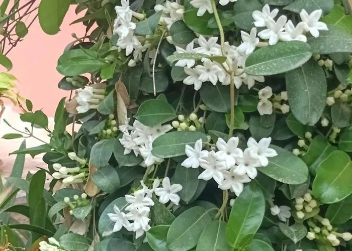 Machi 住宿加早餐酒店 4*